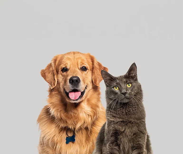 Hund und Katze, willkommene Gäste im Hotel Cenobio dei Dogi